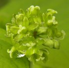Carrion-flower=Smilax herbacea: flowers