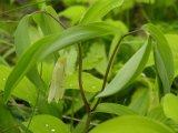 Sessile bellwort=Uvularia sessilifolia:
