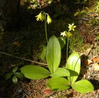 Blue-bead lily=Clintonia borealis: plants with flowers