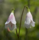 Twinflower=Linnaea borealis: flowers