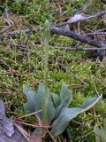 Tesselated rattlesnake-orchid: plant in bud