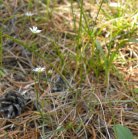 Field chickweed=Cerastium arvense: