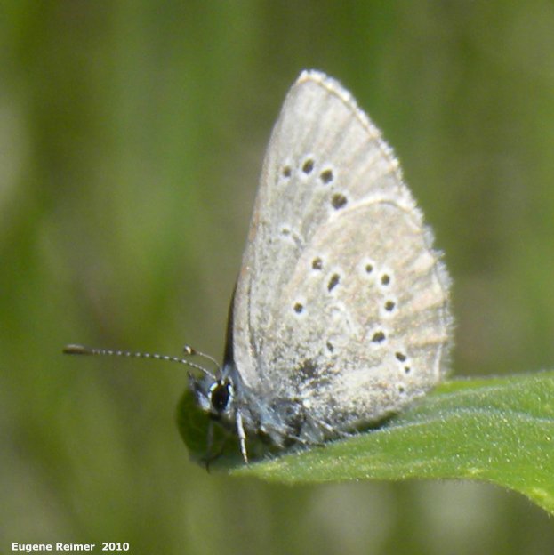 IMG 2010-Jun07 at Belair Travel Manitoba Media Tour:  Blue butterfly (Polyommatinae sp)