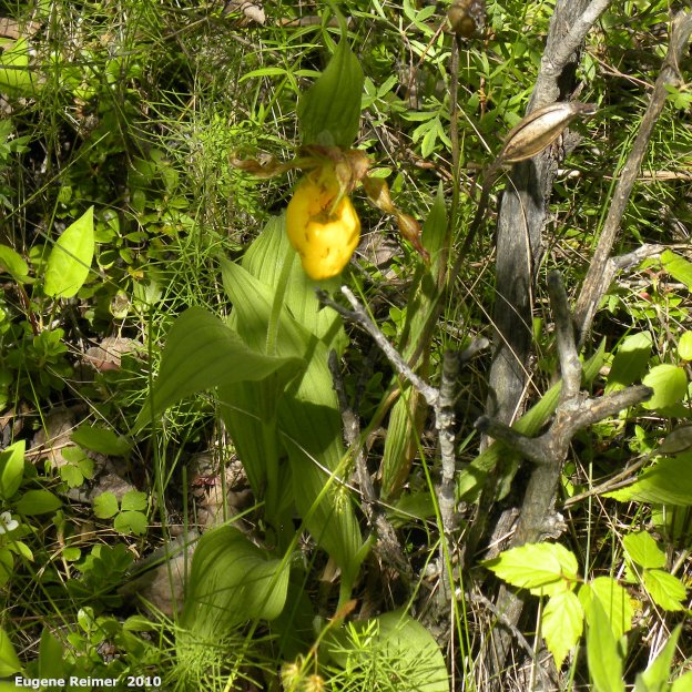 IMG 2010-Jun15 at Camp Morton MB:  Large-variety yellow ladyslipper (Cypripedium parviflorum var pubescens) plant and old pod