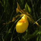Yellow ladyslipper large-variety=Cypripedium parviflorum var pubescens: flower