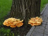 Chicken of the Woods mushroom=Laetiporus sulphureus: on Oak tree
