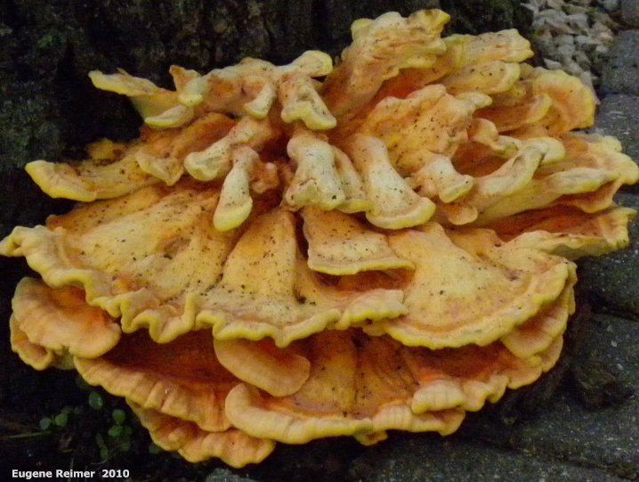 IMG 2010-Jun15 at Winnipeg:&nbsp; Chicken of the woods mushroom (Laetiporus sulphureus) on Oak (Quercus sp) tree closer