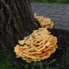Chicken of the Woods mushroom=Laetiporus sulphureus: on Oak tree