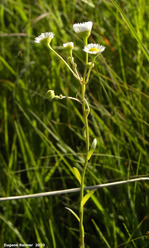 IMG 2010-Jul08 at TGPP near Gardenton:  Smooth fleabane (Erigeron glabellus) plant