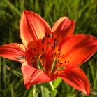 Wood lily: