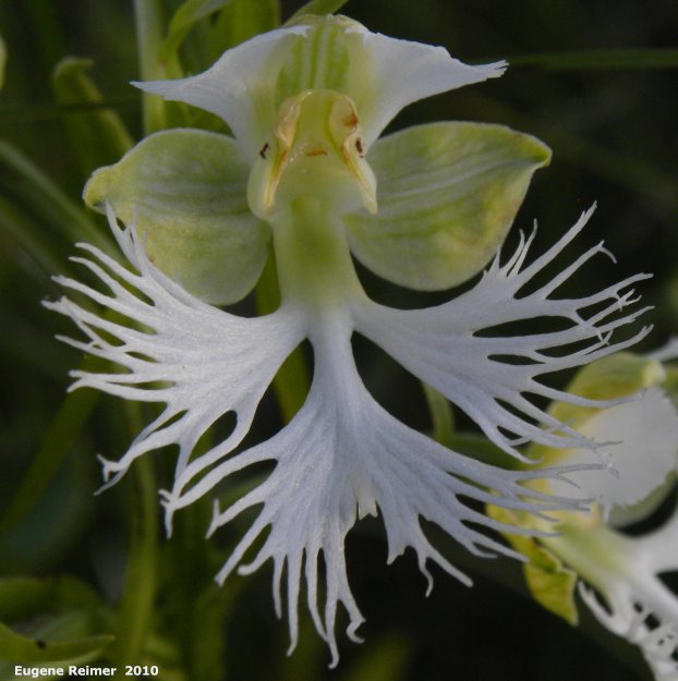 IMG 2010-Jul08 at TGPP near Gardenton:  Western prairie fringed-orchid (Platanthera praeclara) flower