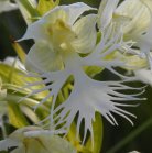 Western prairie fringed-orchid: flower