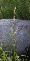Prairie cord-grass=Spartina pectinata: plant