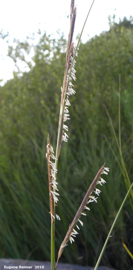 IMG 2010-Jul08 at TGPP near Gardenton:  Prairie cord-grass (Spartina pectinata) closer