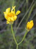 Two-flowered cynthia=Krigia biflora: