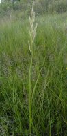 Prairie cord-grass=Spartina pectinata: plant