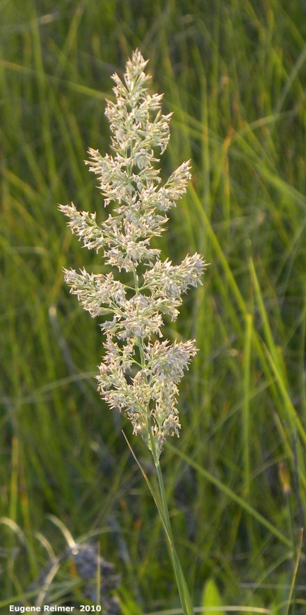 IMG 2010-Jul08 at TGPP near Gardenton:  Northern reed-grass (Calamagrostis canadensis)