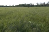 Western prairie fringed-orchid: habitat