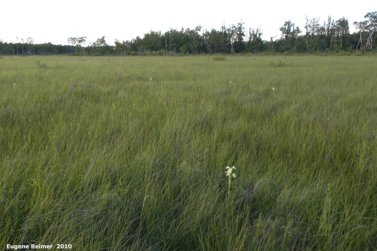 IMG 2010-Jul08 at TGPP near Gardenton:  Western prairie fringed-orchid (Platanthera praeclara) habitat