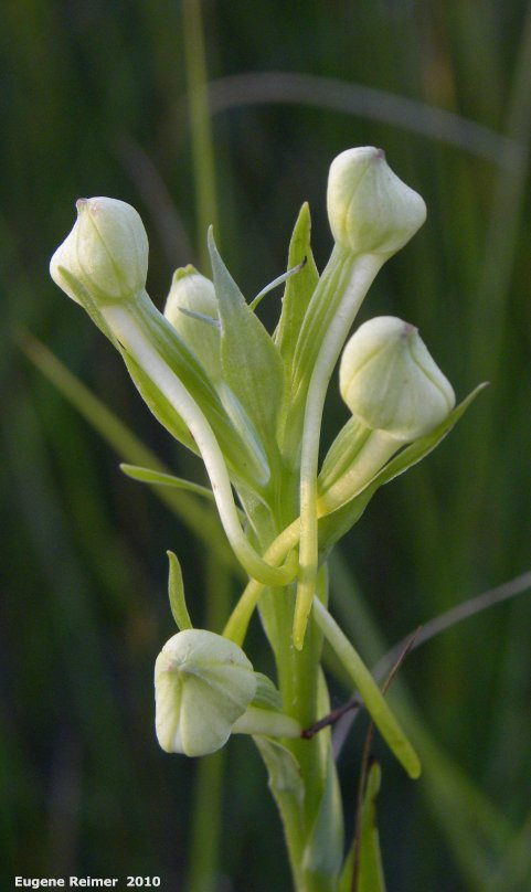 IMG 2010-Jul08 at TGPP near Gardenton:  Western prairie fringed-orchid (Platanthera praeclara) buds note spurs