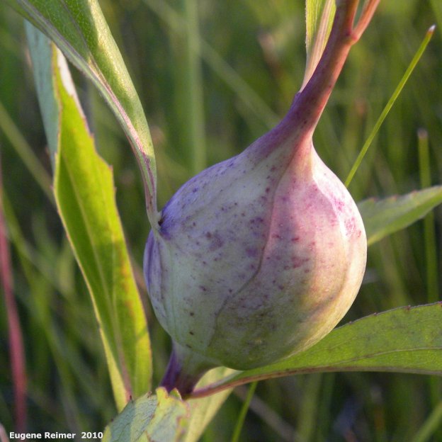 IMG 2010-Jul08 at TGPP near Gardenton:&nbsp; gall on Goldenrod (Solidago sp) made by Goldenrod-gall fly (Eurosta solidaginis)