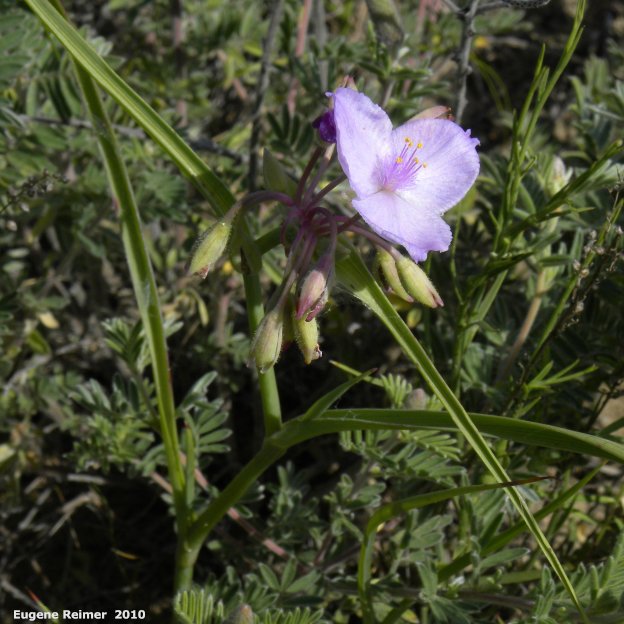 IMG 2010-Jul12 at Lauder Sandhills:&nbsp; Western spiderwort (Tradescantia occidentalis) white-flowered form