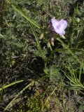 Western spiderwort=Tradescantia occidentalis: white-flowered form plant
