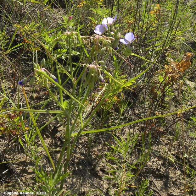 IMG 2010-Jul12 at Lauder Sandhills:&nbsp; Western spiderwort (Tradescantia occidentalis) blue-flowered form plant