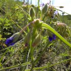 Western spiderwort=Tradescantia occidentalis: blue-flowered form buds