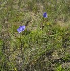 Western spiderwort=Tradescantia occidentalis: blue-flowered form plants