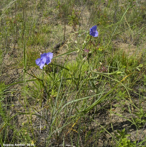IMG 2010-Jul12 at Lauder Sandhills:  Western spiderwort (Tradescantia occidentalis) blue-flowered form plants