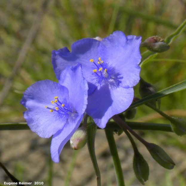 IMG 2010-Jul12 at Lauder Sandhills:  Western spiderwort (Tradescantia occidentalis) blue-flowered form flowers