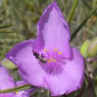 2010jul12 at Lauder Sandhills:  Western spiderwort=Tradescantia occidentalis pink-flowered form flower with Syrphid-fly