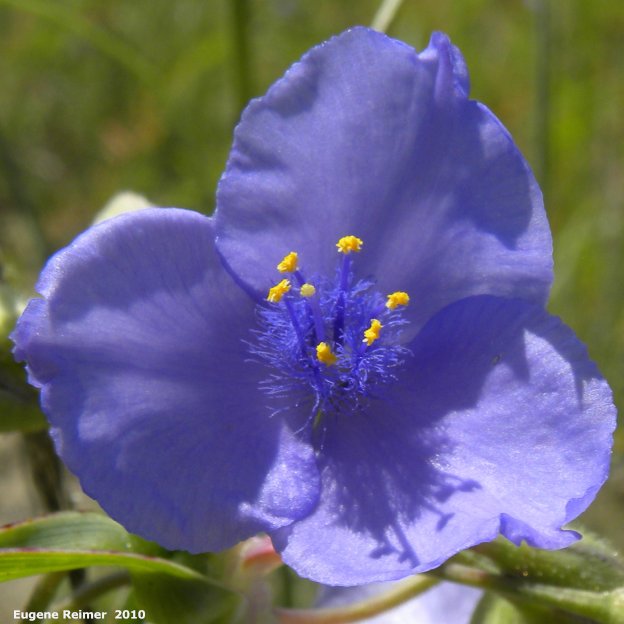 IMG 2010-Jul12 at Lauder Sandhills:  Western spiderwort (Tradescantia occidentalis) blue-flowered form flower