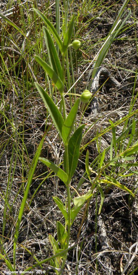 IMG 2010-Jul12 at Lauder Sandhills:  Narrowleaf umbrellawort=Narrowleaf four-oclock (Mirabilis linearis)? plant