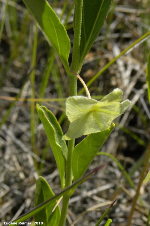 IMG 2010-Jul12 at Lauder Sandhills:&nbsp; Narrowleaf umbrellawort=Narrowleaf four-oclock (Mirabilis linearis)? plant
