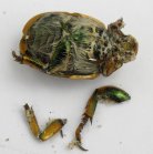 2010jul12 at Lauder Sandhills:  Goldsmith beetle=Cotalpa lanigera underside