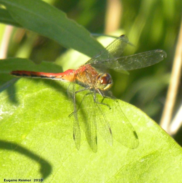 IMG 2010-Jul18 at Winnipeg:  Meadowhawk dragonfly (Sympetrum sp) female