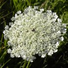 Queen-Anne's-lace: