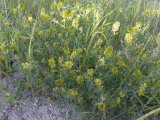 Yellow Alfalfa: plant