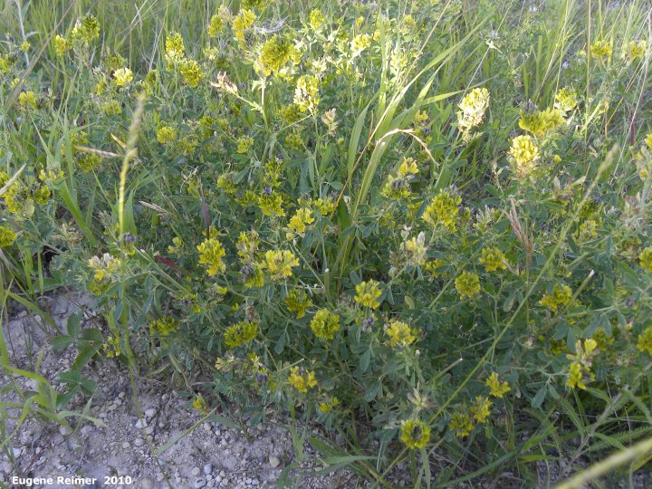 IMG 2010-Jul18 at Winnipeg:  Yellow alfalfa (Medicago sativa ssp falcata) plant