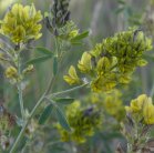 Yellow Alfalfa: flowers and foliage