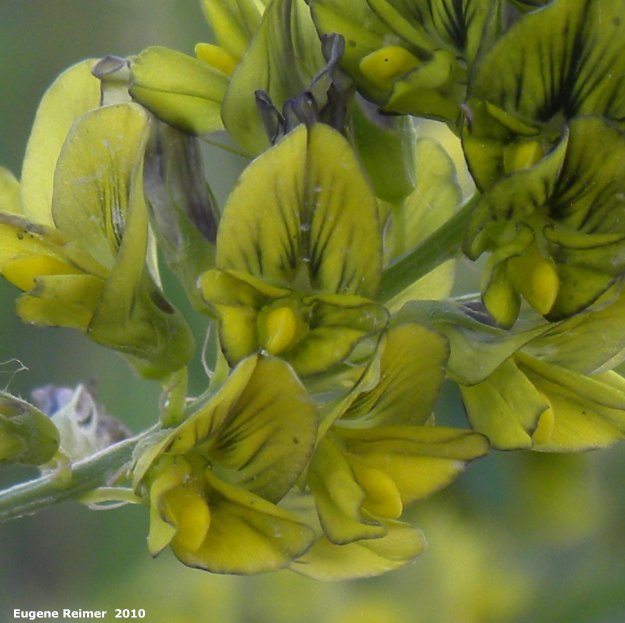 IMG 2010-Jul18 at Winnipeg:  Yellow alfalfa (Medicago sativa ssp falcata) flowers