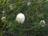 White clover: flowers and foliage