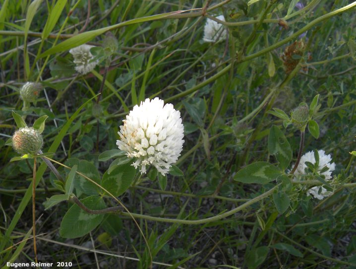 IMG 2010-Jul18 at Winnipeg:  White clover (Trifolium repens) flowers and foliage