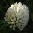 White clover: flowers