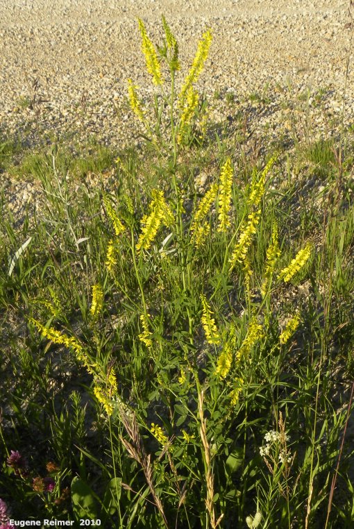 IMG 2010-Jul18 at Winnipeg:  Yellow sweet-clover (Melilotus officinalis)
