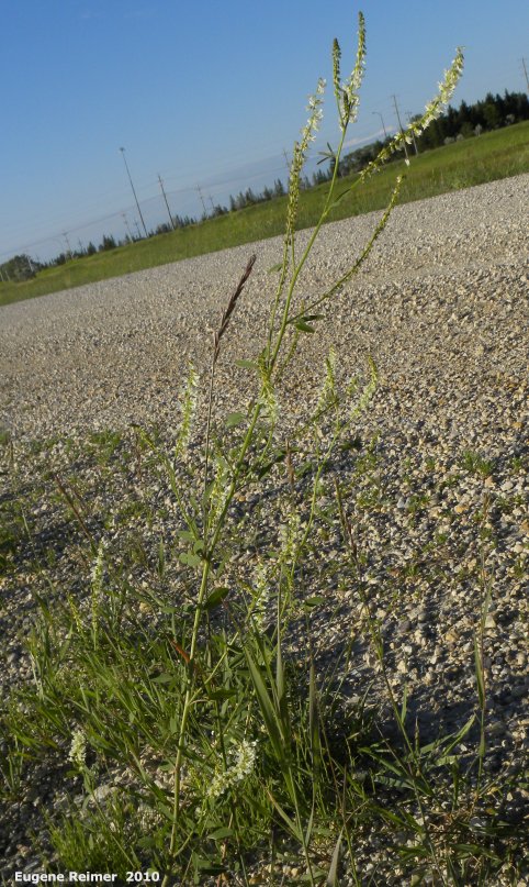 IMG 2010-Jul18 at Winnipeg:  White sweet-clover (Melilotus officinalis)