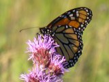 Monarch butterfly: on meadow blazing-star