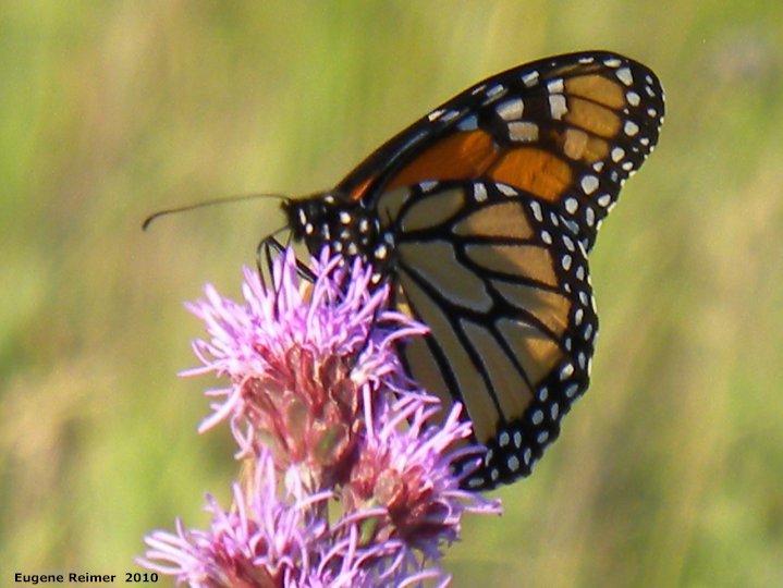 IMG 2010-Jul18 at Winnipeg:  Monarch butterfly (Danaus plexippus) on Meadow blazing-star (Liatris ligulistylis)